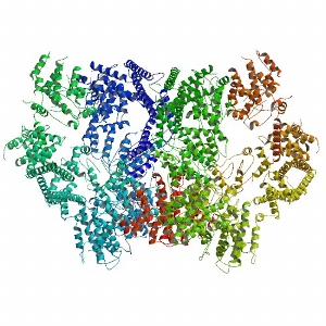 Yeast dynein motor protein domain<br />Photo: 