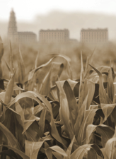 Crops
